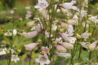 Penstemon digitalisSchildpadbloem bestellen